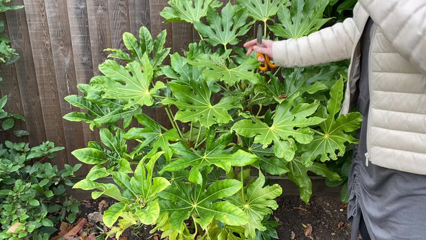 Foliage